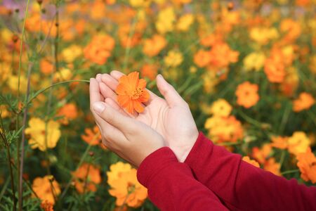 Beautiful orange cosmos flower on hand in colorful gardenの写真素材