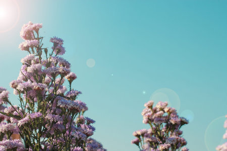 flowers and blue sky with copy space and flare light purple marguerite daisy garden