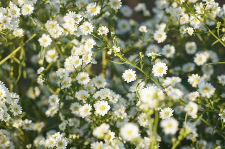 White daisy flowers fieldの写真素材