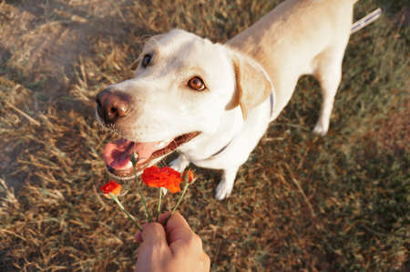 Labrador dog smile and happy to get flowers at grass fieldの写真素材