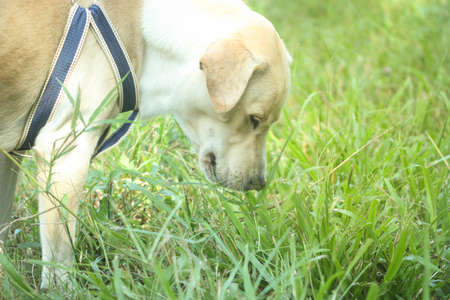 Labrador retriever eat grass for healthyの写真素材