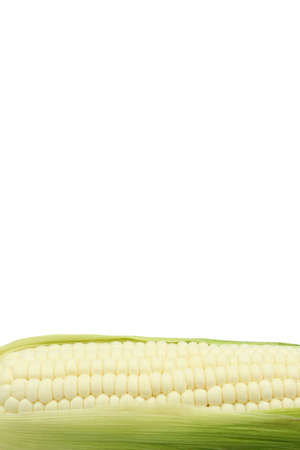 Pure white corn or Hokkaido corn is white corn that eat raw , the taste is sweet and similar milk with copy space on white backgroundの写真素材