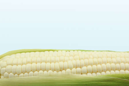 fresh Pure white corn or Hokkaido corn that eat raw with copy space on isolated white backgroundの写真素材