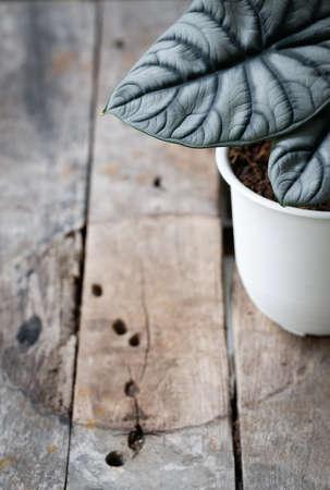 close up of Alocasia silver dragon leave on wooden table with copy spaceの写真素材