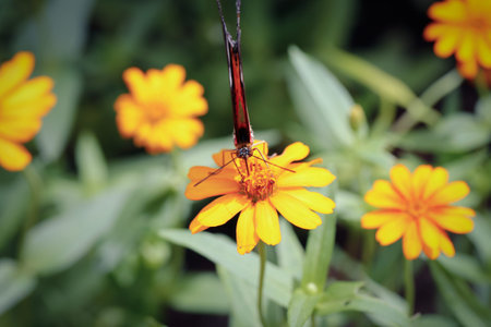 Butterfly sucking nectar from Zinnia angustifolia flower in garden