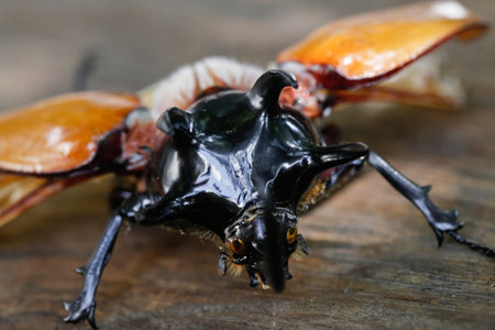 front of Five-horned rhinoceros beetle on wood. This insect found in Samoeng mountain (tropical forest) in Chiang Mai, Thailandの写真素材
