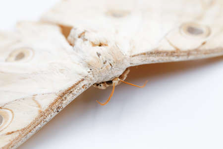 close up of front of moth  on white background . this moth was staff 5 years (from 2017) and found in Samoeng mountain at Chiang Mai, Thailandの写真素材