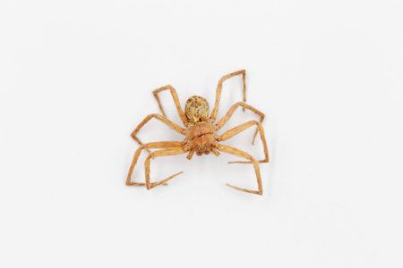 large brown spider has many eyes. This spider was staff since 2017 and found in Tropical forest at...