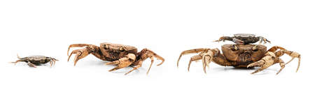 side and front view of baby and adult freshwater crab on white background. The crabs were found on mountain in Chiang Mai, Thailand.の写真素材