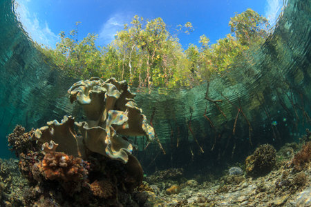 The unique coral reef with the mangrove scenery of Raja ampatIndonesia