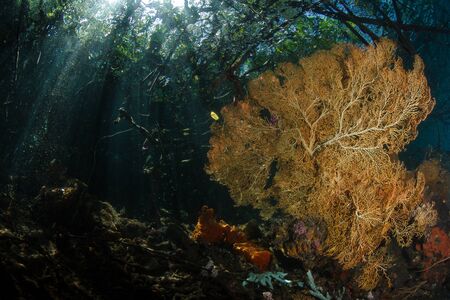 Sunbeams reach down into the shadows of a coral reef where gorgonians grow in Raja Ampat Indonesia. This region is known for its high marine biological diversity and great diving.の写真素材