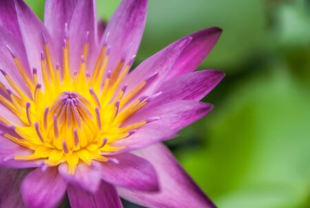 close up lotus flowerの写真素材