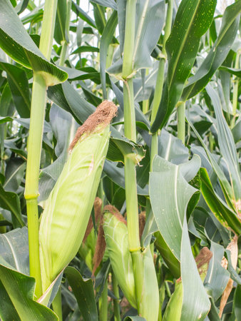 corn in the fields, corn farm, corn on tree