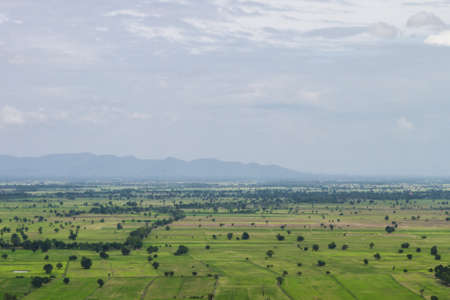 Rice Field in Thailand, Cultivation Rice in Thailandの写真素材