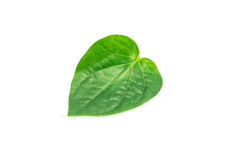 herb betel leaf isolated on white backgroundの写真素材