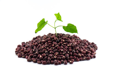 red beans and treetop on white backgroundの写真素材