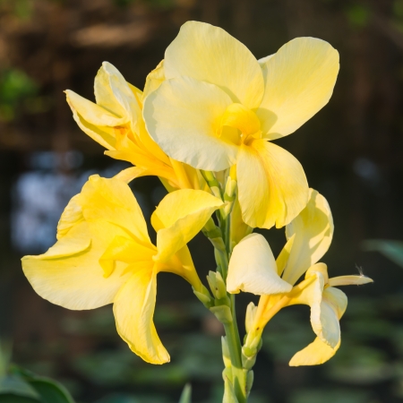 closeup yellow canna flower in thailandの写真素材