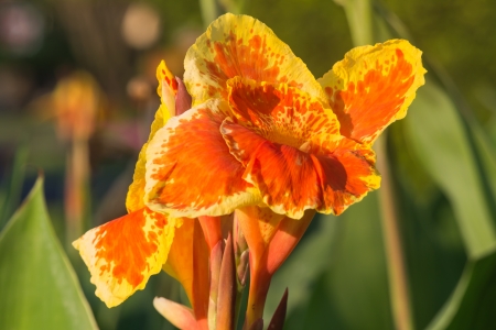 orange canna flower in thailandの写真素材