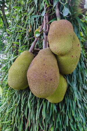 Jackfruit on the tree
