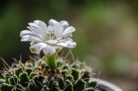 beautiful cactus flower bloomの写真素材