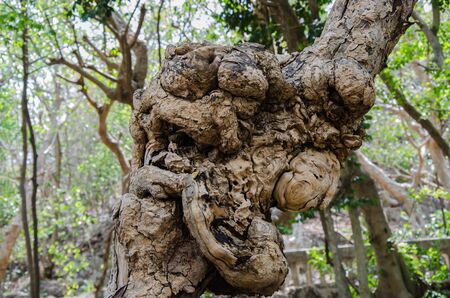 close up of misshapen trunk, trunk of frangipaniの写真素材