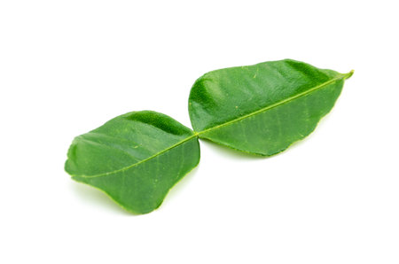 bergamot leaf isolated on white background, kaffir lime leafの写真素材