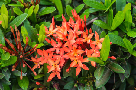 Ixora Chinensis Lamk Flowers in Thailand