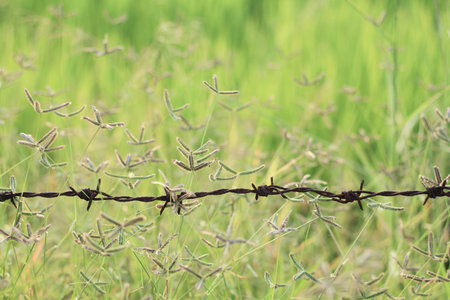 Barb wireの写真素材