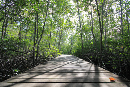 Mangrovesの写真素材