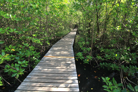 Mangrovesの写真素材