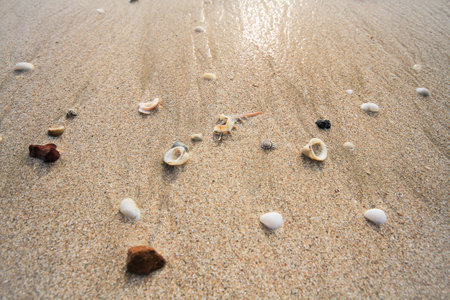 Shells on a beachの写真素材