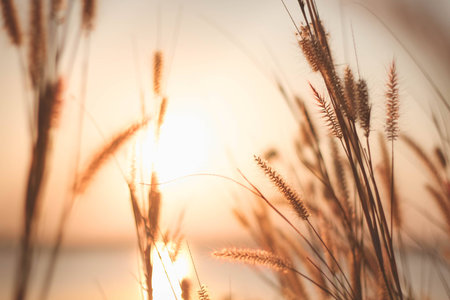 Mission grass or Feather pennisetum and sunset, Vintage backgrounds.の写真素材