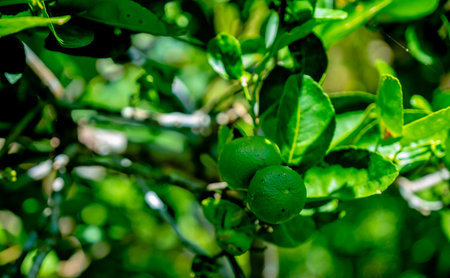Close up of green lemons on tree.