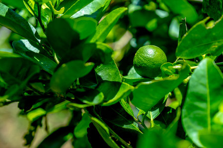 Close up of green lemons on tree.