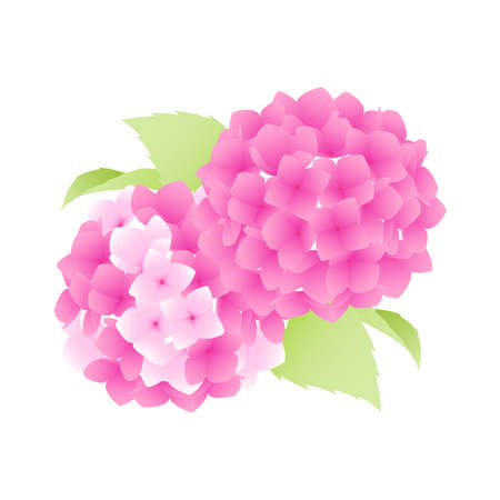 Hydrangea icon style illustration drawn with vector.のイラスト素材
