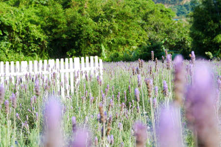 Lavender fields in Miaoli, Taiwanの写真素材