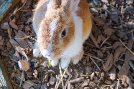 rabbit eating grass in the gardenの写真素材
