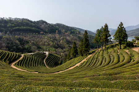 the landscape of green tea fields along the beautiful curveの写真素材