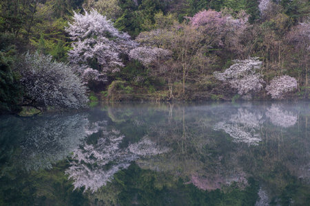 Morning lake full of cherry blossoms and fog, beautiful scenery with morning light and reflectionの写真素材