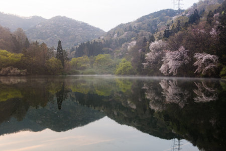 Morning lake full of cherry blossoms and fog, beautiful scenery with morning light and reflectionの写真素材