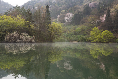 Morning lake full of cherry blossoms and fog, beautiful scenery with morning light and reflectionの写真素材