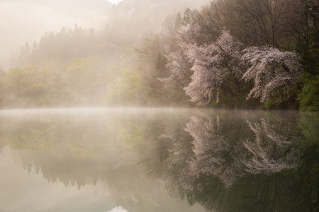 Morning lake full of cherry blossoms and fog, beautiful scenery with morning light and reflectionの写真素材