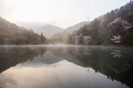 Cherry blossoms and fog on the lake in the morning.の写真素材