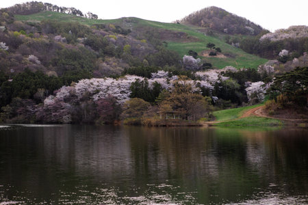 Morning lake full of cherry blossoms and fog, beautiful spring with reflectionの写真素材