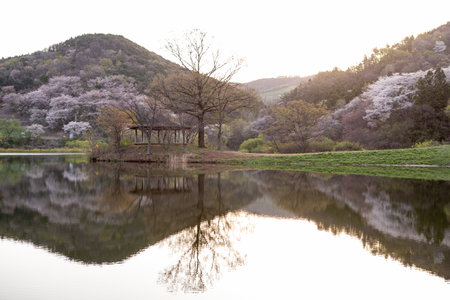 Morning lake full of cherry blossoms and fog, beautiful spring with reflectionの写真素材