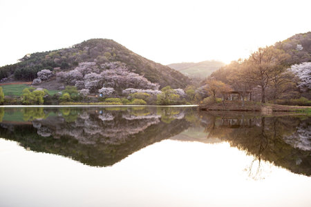 Morning lake full of cherry blossoms and fog, beautiful spring with reflectionの写真素材