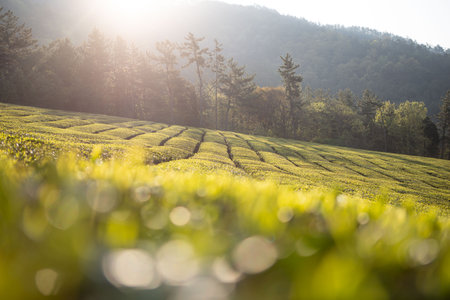 Green tea fields with beautiful curves, tall rocky mountains and fieldsの写真素材