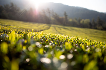 Green tea fields with beautiful curves, tall rocky mountains and fieldsの写真素材