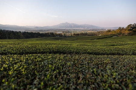 Morning scenery of tea fields with high mountains in the backgroundの写真素材
