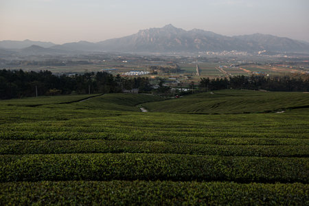 Morning scenery of green fields with high mountains in the backgroundの写真素材